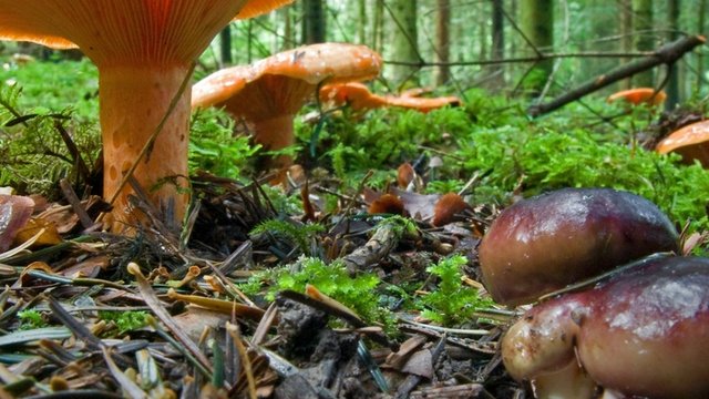 Edelreizger Pilz Edelreizger