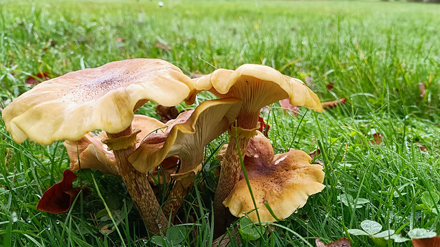 Honigpilz Honigpilz